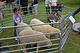 2014 Mini-Farm visits BECCA - Sheep - 05