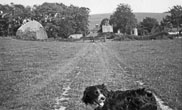 1930s Lower Bevendean Farm from Cow Field with Dog