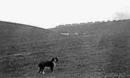 1930s Lower Bevendean Farm towards Lower Bevendean Ave