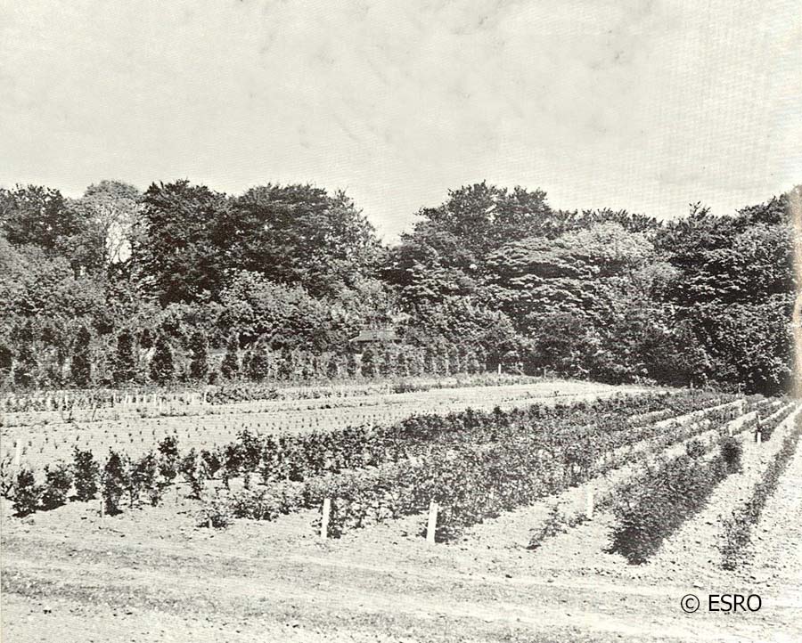 Nursery Gardens bushes & trees BHTMP000043