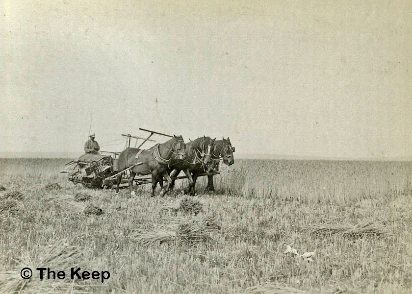 Harvesting at Bevendean 13 August 1936