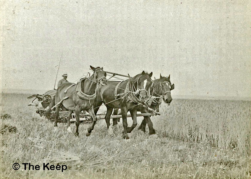 Harvesting at Bevendean 2 dated 13 August 1936