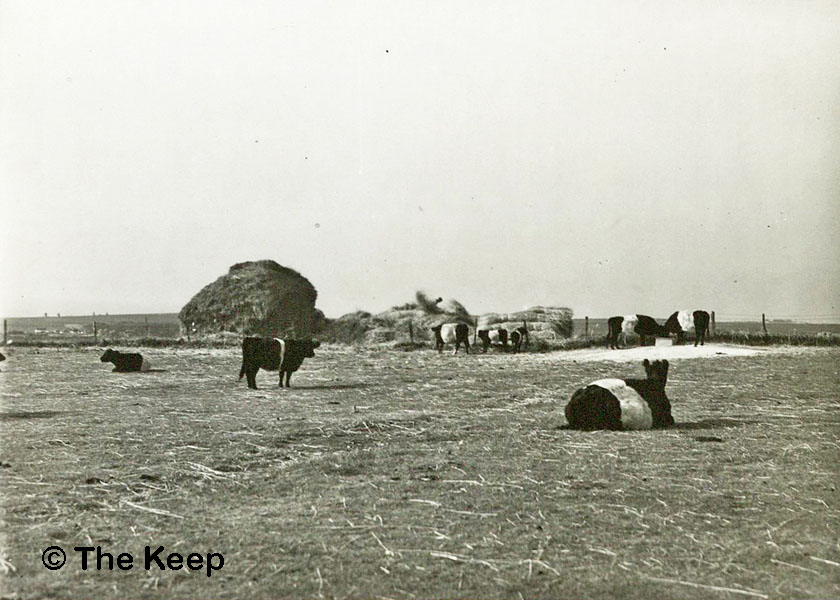 Cattle at Bevendean in 1936