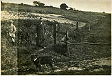 1920-30 Grandma Edwards at Brown Loaf Farm