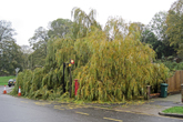 Willow Tree blown down 2 Nov 2019 on top of bus shelter