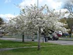 Trees in Blossom by the Lewes Road May 2022