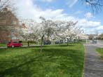 Trees in Blossom by the Lewes Road May 2022