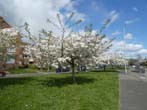 Trees in Blossom by the Lewes Road May 2022