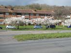 Trees in Blossom by the Lewes Road May 2022