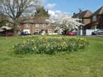 Trees in Blossom by the Lewes Road May 2022
