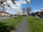 Trees in Blossom by the Lewes Road May 2022