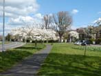 Trees in Blossom by the Lewes Road May 2022