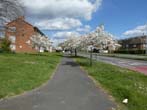 Trees in Blossom by the Lewes Road May 2022