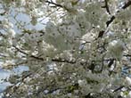Trees in Blossom by the Lewes Road May 2022