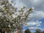 Trees in Blossom by the Lewes Road May 2022