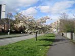 Trees in Blossom by the Lewes Road May 2022