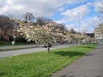 Trees in Blossom by the Lewes Road May 2022