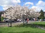 Tree in Blossom the Highway May 2022